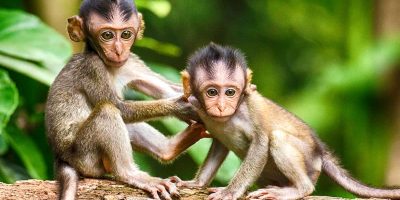 Monkey Day